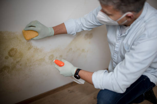 Best Mold Removal Near Me  in Oakridge, OR