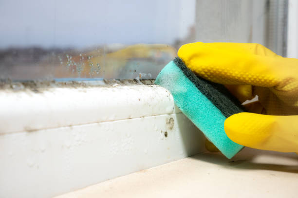 Mold Testing and Removal in Oakridge, OR
