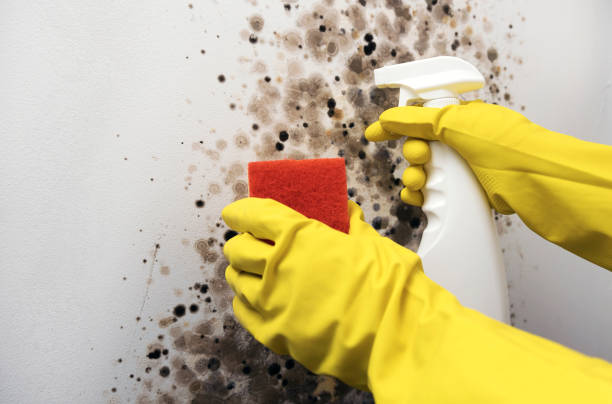 Best Mold Damage Repair  in Oakridge, OR