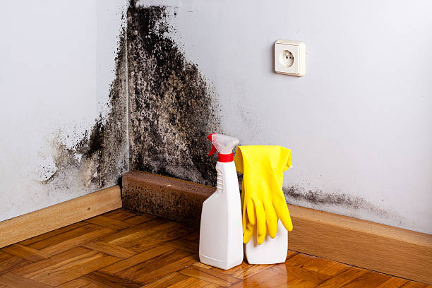 Best Commercial Mold Removal  in Oakridge, OR