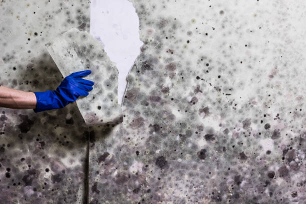 Best Attic Mold Removal  in Oakridge, OR