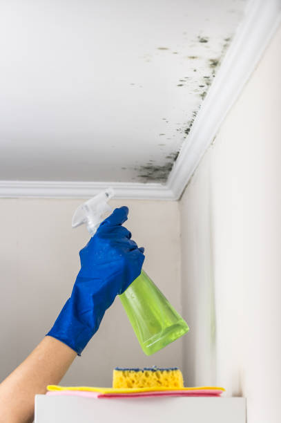Trusted Oakridge, OR Mold Removal Experts